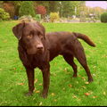 Labrador Retriever