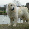 Pyreneese Berghond