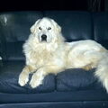 Pyreneese Berghond