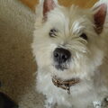 West Highland White Terrier