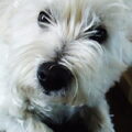West Highland White Terrier