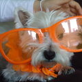 West Highland White Terrier