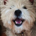 West Highland White Terrier