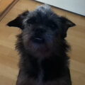 Affenpinscher