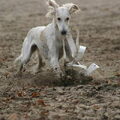 Saluki