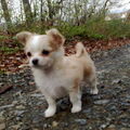 Chihuahua, langhaar