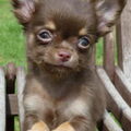 Chihuahua, langhaar