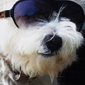 West Highland White Terrier