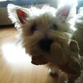 West Highland White Terrier