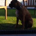 Boxer