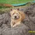 Cairn Terrier