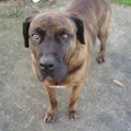 Dogo Canario