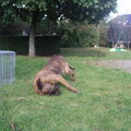 Dogo Canario