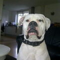 Amerikaanse Bulldog