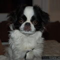 Japanse Spaniel