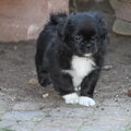 Tibetaanse Spaniel