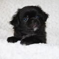 Tibetaanse Spaniel