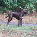 Boxer