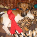 Jack Russell Terrier
