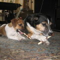 Jack Russell Terrier