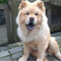 Chow chow