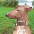 Peruaanse Naakthond