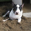 Bull Terrier