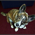 Welsh Corgi Cardigan
