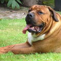 Boerboel