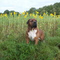 Boerboel