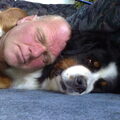 Berner Sennenhond