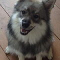 Grote Keeshond, wolfsgrijs