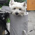 West Highland White Terrier