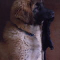 Leonberger