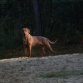 Rhodesian Ridgeback