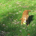 Nova Scotia Duck Tolling Retriever