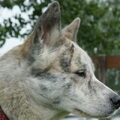 Japanse Akita
