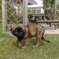 Leonberger
