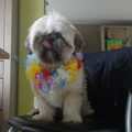 Lhasa Apso