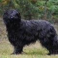 Briard