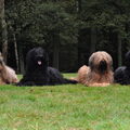 Briard