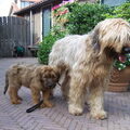 Briard