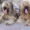 Briard