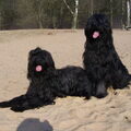 Briard