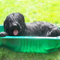 Briard