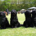 Briard