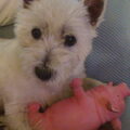 West Highland White Terrier