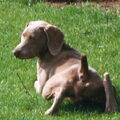 Weimaraner, korthaar