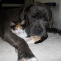 Cane Corso