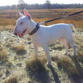 Bull Terrier, standaard